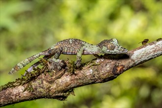 Mossy leaf-tailed gecko