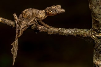 Montagne d Ambre Flat-tailed Gecko