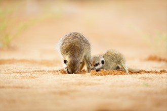 2 Meerkats