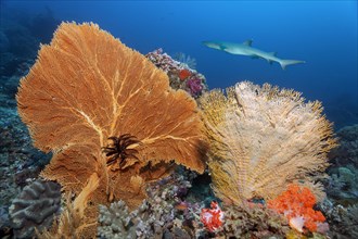 Reef top with giant sea fan