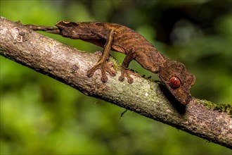 Flat-tailed gecko