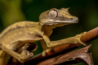 Striped lined leaf-tailed gecko