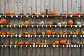 Various types of pumpkin
