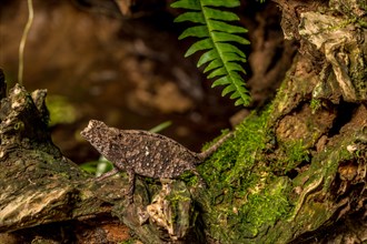 Antakarana ground chameleon