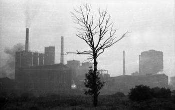 Negative highlights in the Ruhr area in the years 1965 to 1971. Dying tree in front of an industrial backdrop