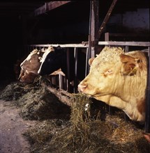 Small farmers in agriculture