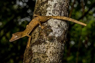 Striped lined leaf-tailed gecko