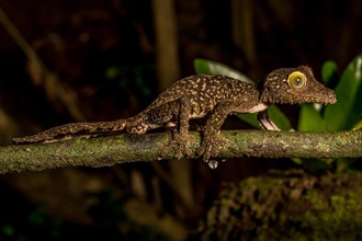 Mossy leaf-tailed gecko