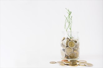 Jar with coins plant