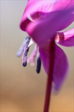 Flowering dog's tooth violet