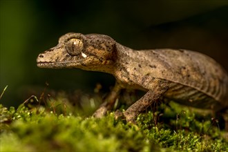 Montagne d Ambre Flat-tailed Gecko