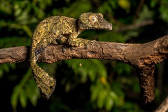 Henkel's flat-tailed gecko