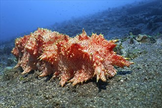 Red-striped sea cucumber