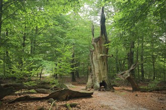 Tree stump fire stump in the Reinhardswald