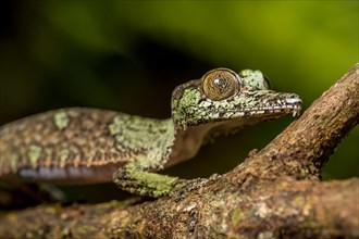 Mossy leaf-tailed gecko