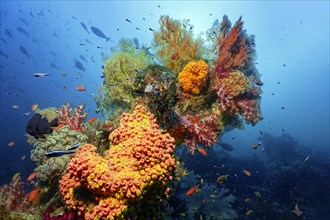 Multicoloured coral block rising on coral reef with various multicoloured floral animals