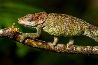 Cryptic chameleon