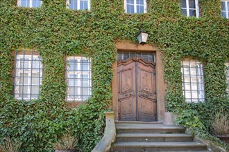 House facade with ivy and window and house door