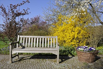Garden bench in the morning in spring in front of forsythia bush