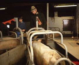 East Frisia. Family of a farmer on his farm with livestock. ca. 1988