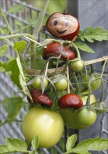 Cute chestnut figure with tomatoes