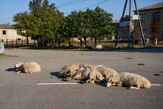 Sheep lying on the road in the morning