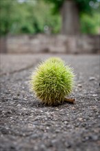 Green chestnut on the ground