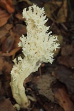 Comb-shaped coral