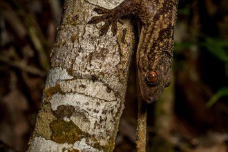 Velvet gecko