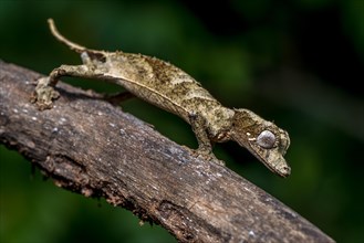 Clever flat-tailed gecko