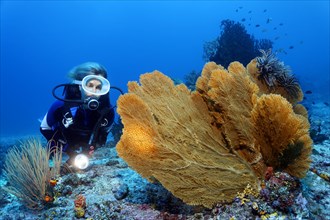 Diver with lamp looking at giant sea fan