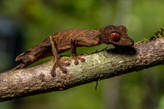 Flat-tailed gecko