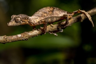 Montagne d Ambre Flat-tailed Gecko