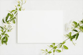 (Jasminum) auriculatum flower twig with wedding card on white background