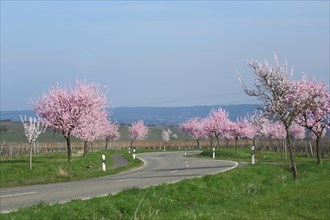 Road through flowering tree avenue of almond tree