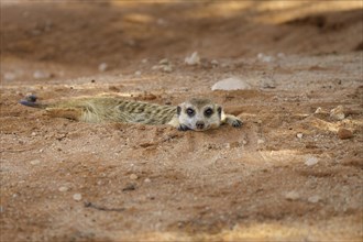 Meerkat