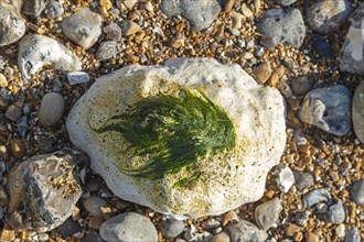 Seaweed on stone
