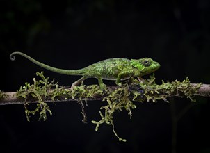 A still undescribed chameleon juvenile