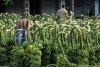 Plantain whole sale market at Coimbatore