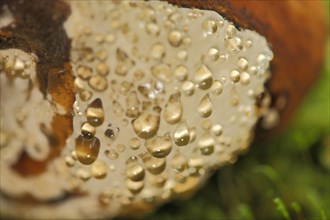 Detail of spruce sponge with guttation drops