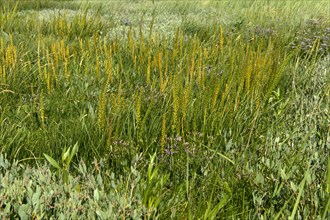 Salt marsh vegetation with sea arrowgrass