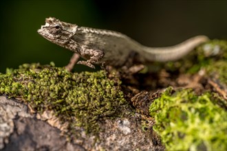 Montagne d Ambre Earth Chameleon