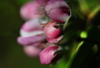 Nature in the Dutch province of Drenthe on 19/4/2019 sprouts leaves and blossoms all over the Hondsrug forests and gardens. Apple blossom