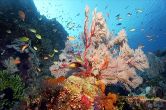 Reef slope in coral reef with various multicoloured soft corals