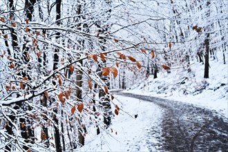 The first snow of winter in the Sauerland has also reached the lower elevations and enchants the landscape in black and white and colours