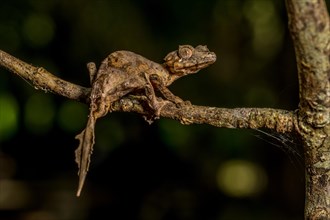 Montagne d Ambre Flat-tailed Gecko