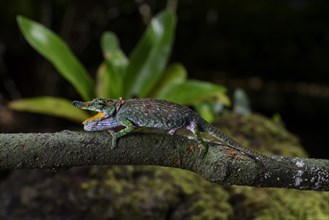 A female chameleon