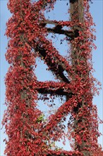 Wild vine in autumn colours growing on metal scaffolding