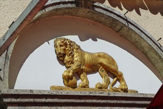 Golden lion