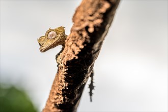 Clever flat-tailed gecko